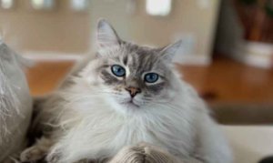 Exquisite Blue Lynx Ragdoll Kittens Now Available at RagdollKittensForYou.com