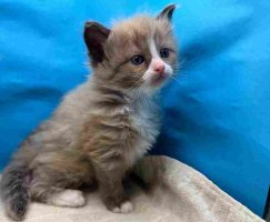 Ragdoll Kittens For You Announces Availability of Rare Mink Ragdoll Kittens for Adoption